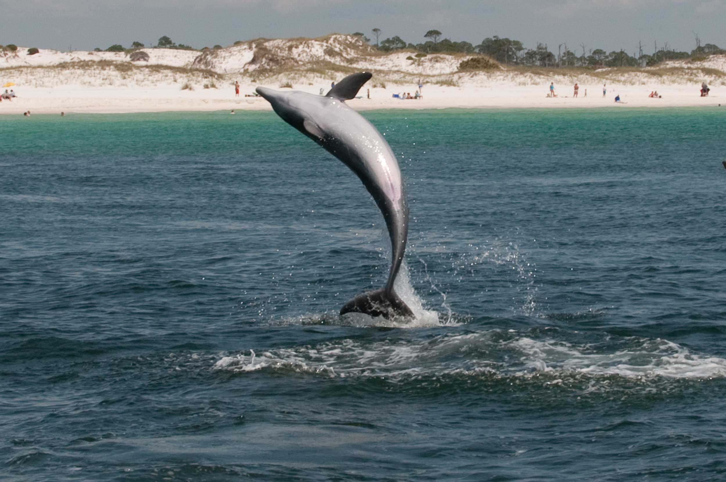 dolphin cruise panama city beach
