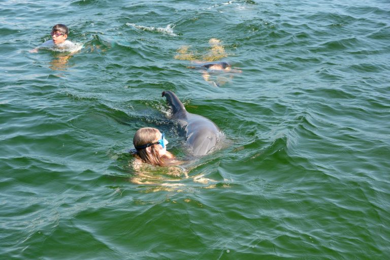 How can I swim with dolphins in the wild?