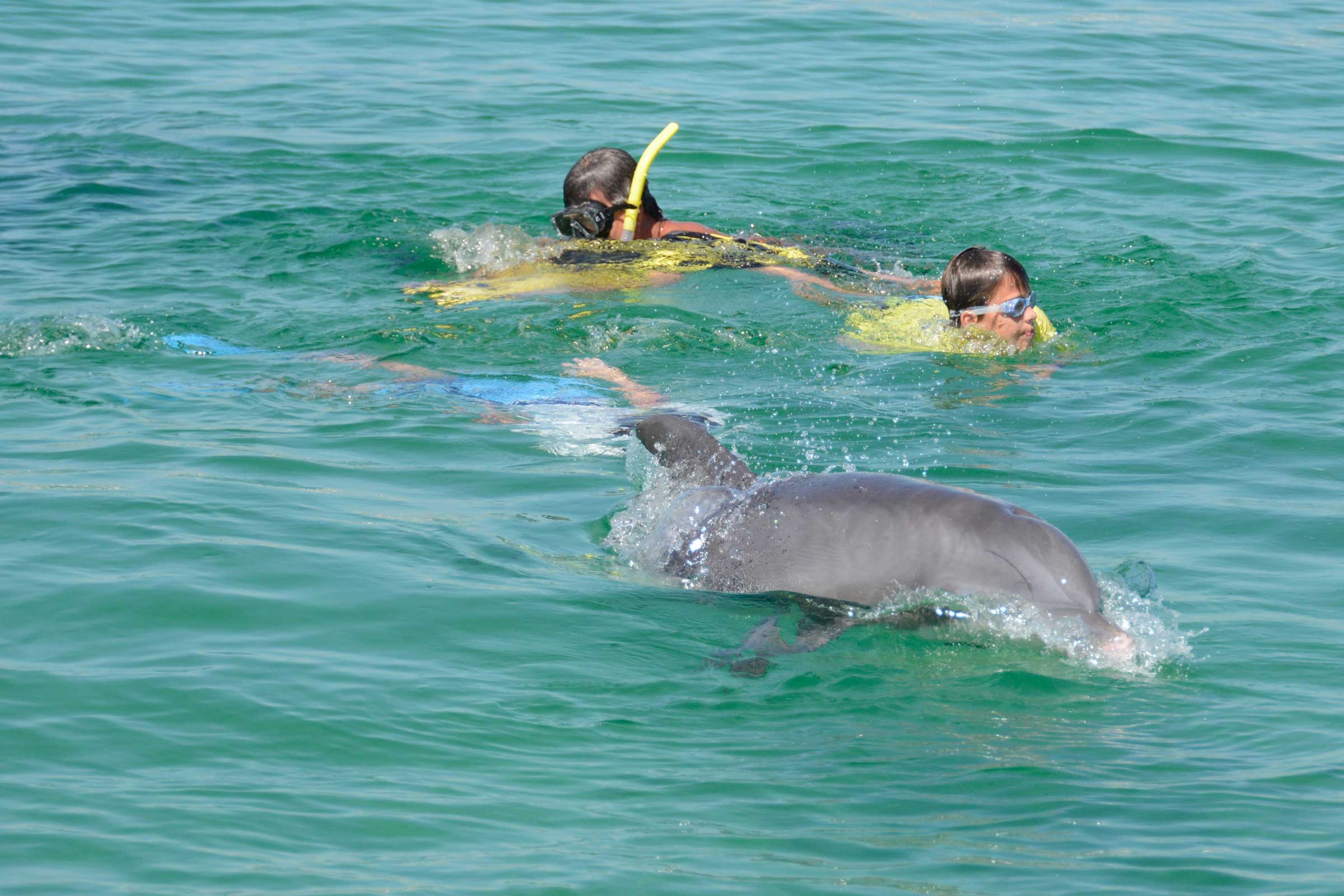 arrecife dolphin tour