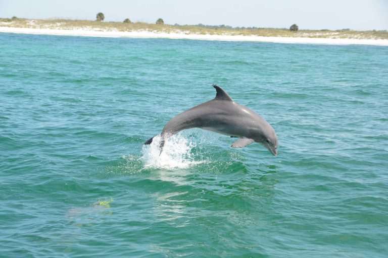 The Story of Romeo, the Panama City Dolphin