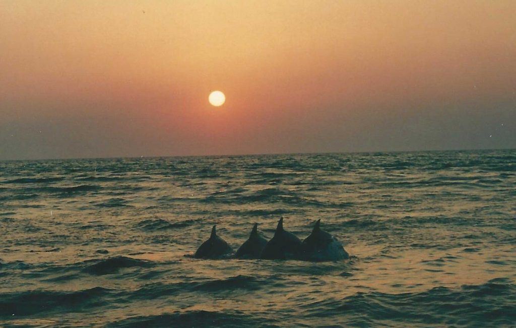 three dolphins swimming at sunset