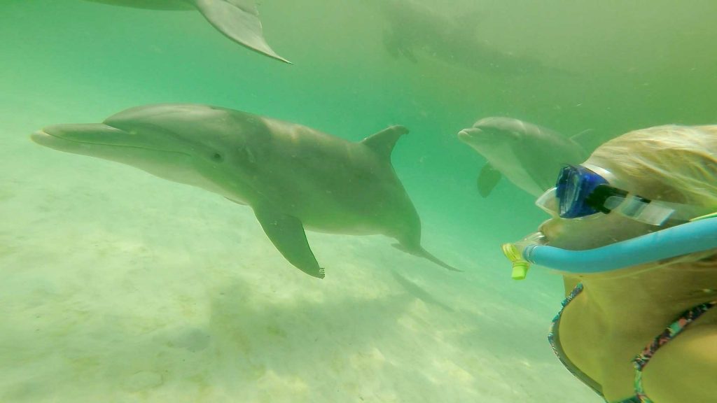 woman snorkeling with dolphin