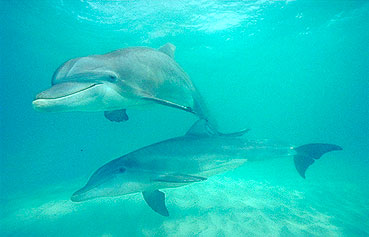 Dolphin profile