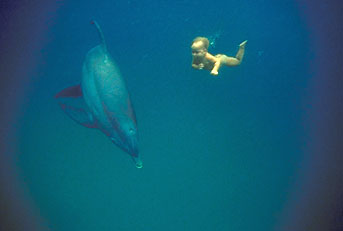 Dolphin and child
