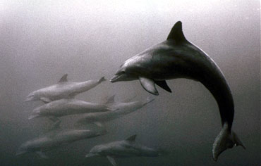 Dolphin pod