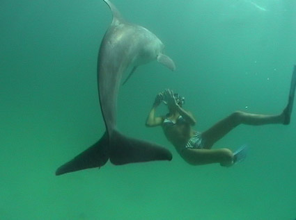 Dolphin Swim Photos by Denis and Nathalie Richard
