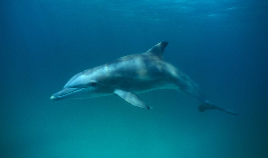 Lone dolphin