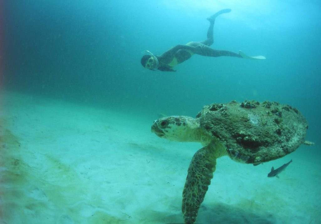 snorkeler with sea turle