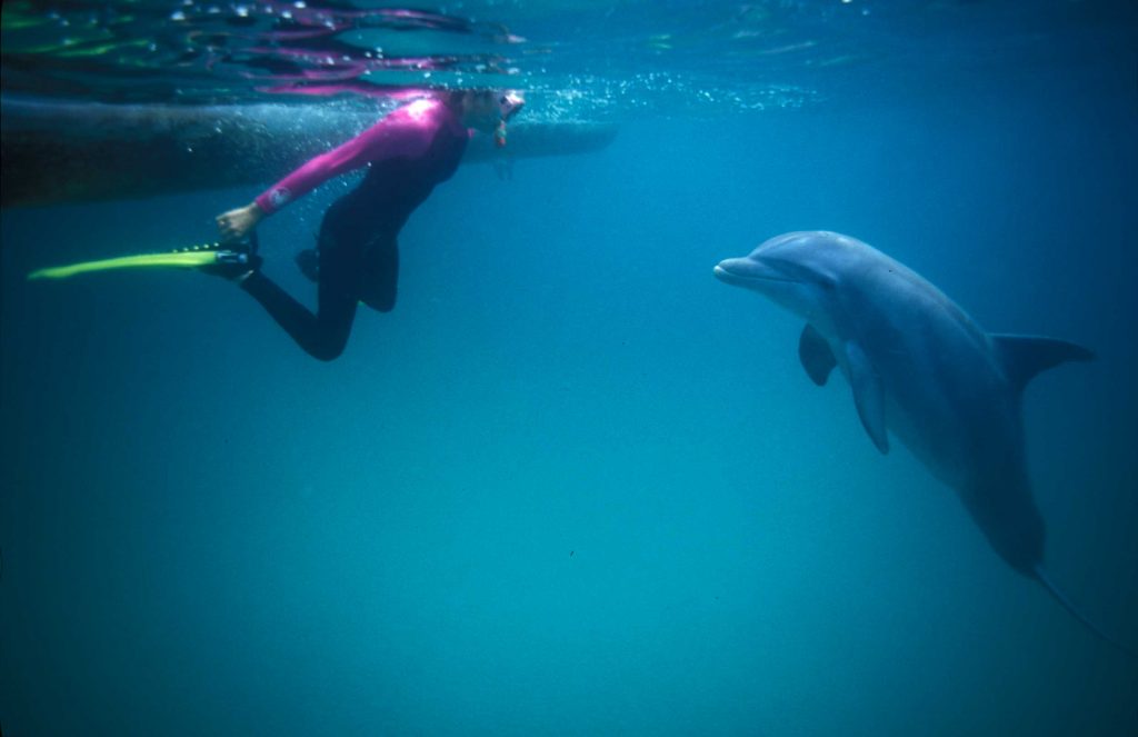 dolphin and diver - find out how to swim with wild dolphins in Panama City Beach Florida.
