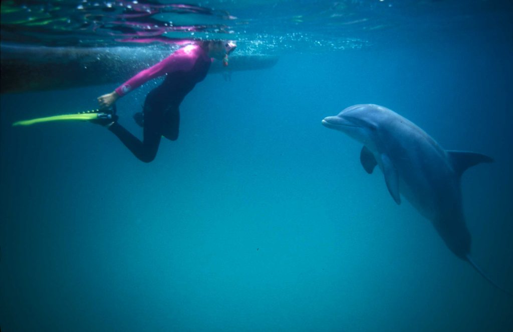 dolphin and diver