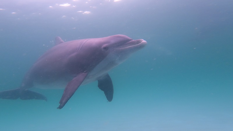 Dolphin under waters -- Find where to swim with dolphins near me in Northwest, FL.