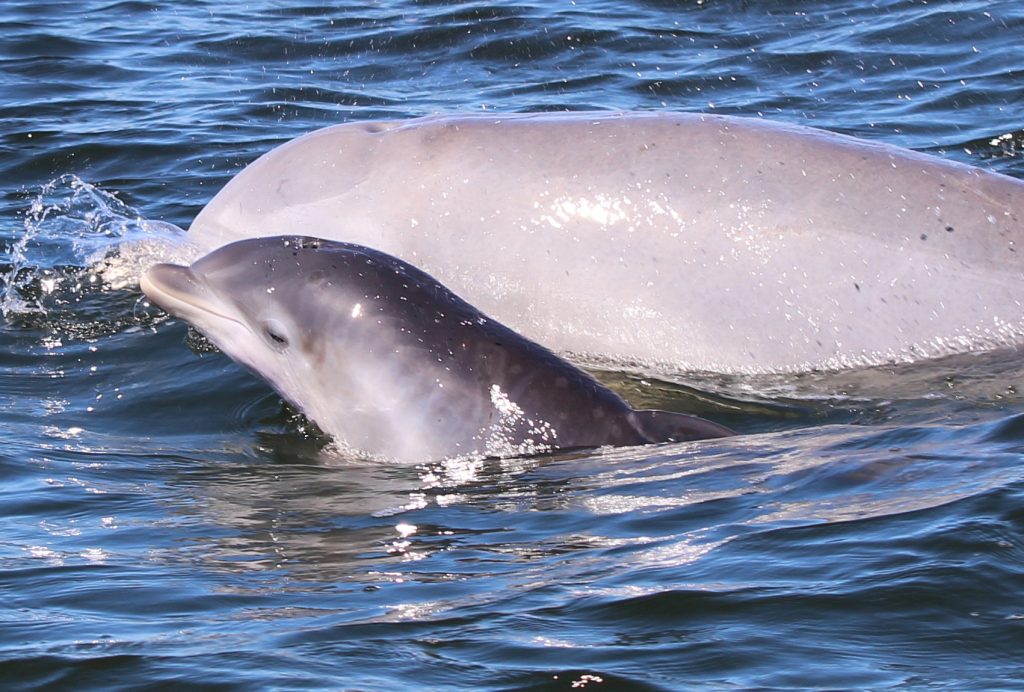 Closeup of mother and baby dolphin in 2024 in Panama City, FLA