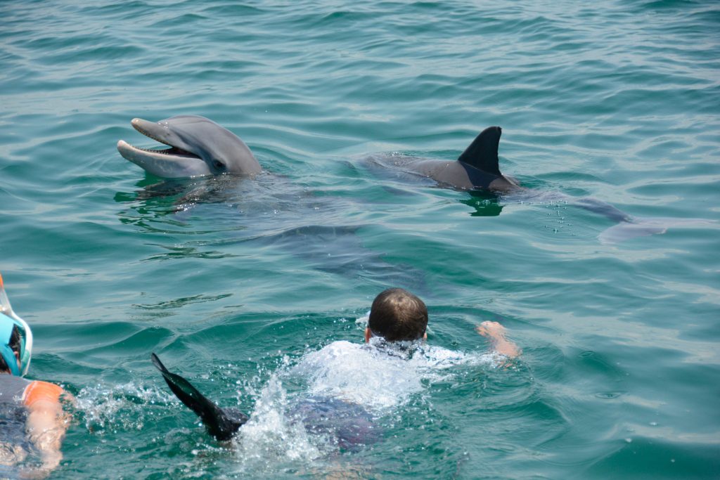 Family dolphin swim near Destin