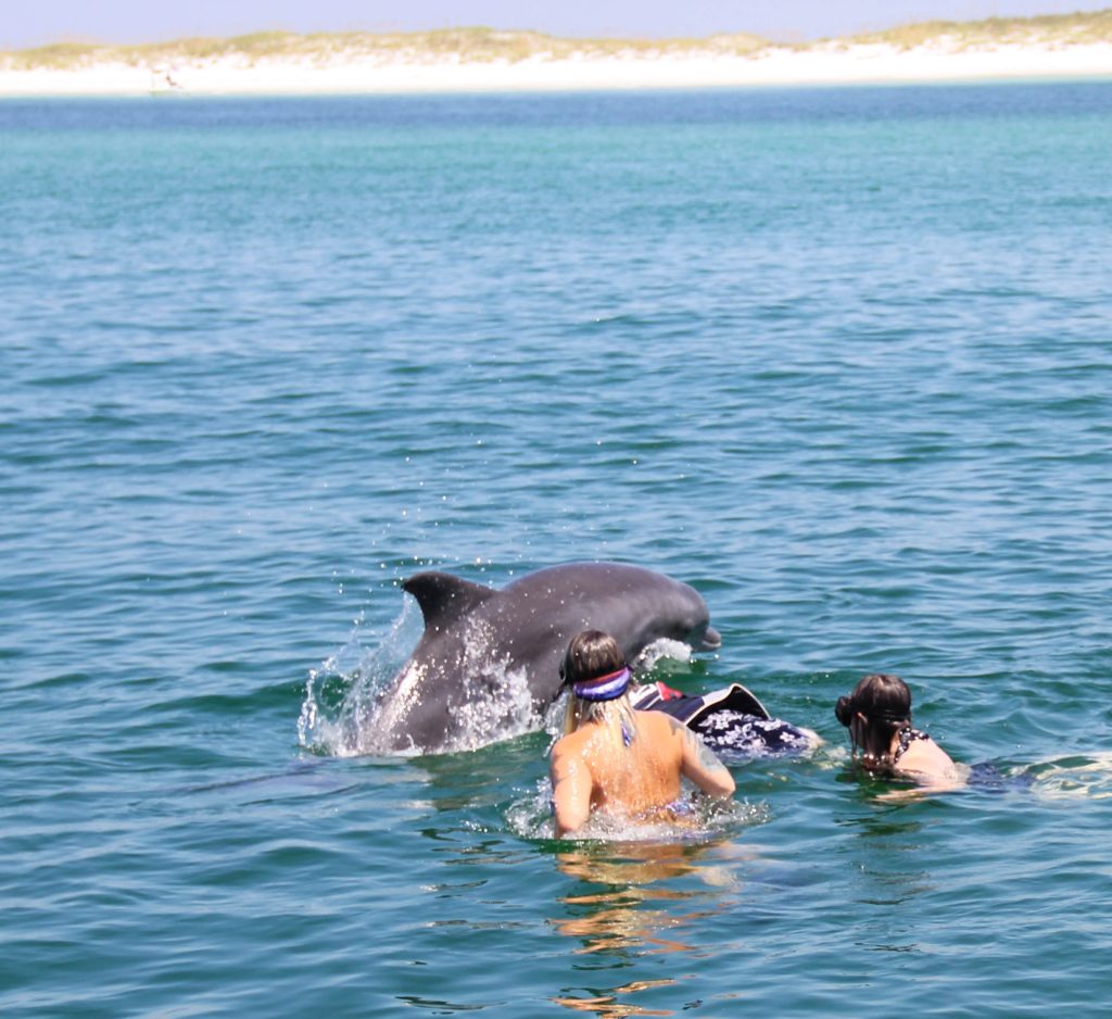 Family snorkeling with dolphins off Shell Island in Panama City
