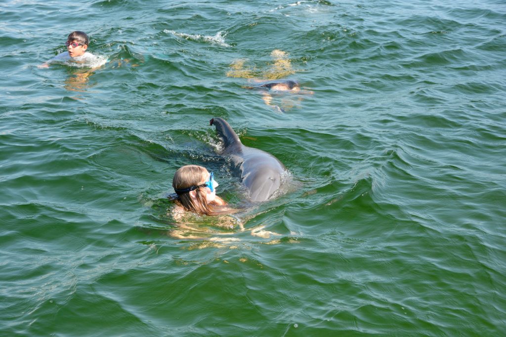 Group of people swimming with wild dolphins in Panama City Beach, FL