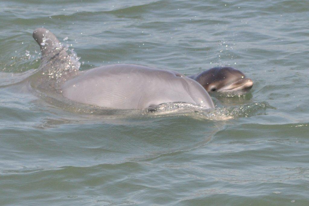 Closeup of mother and baby dolphin in Panama City Beach, Florida
