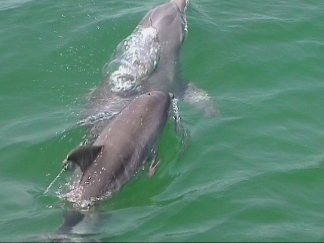 Mommy and baby dolphin in Panama City