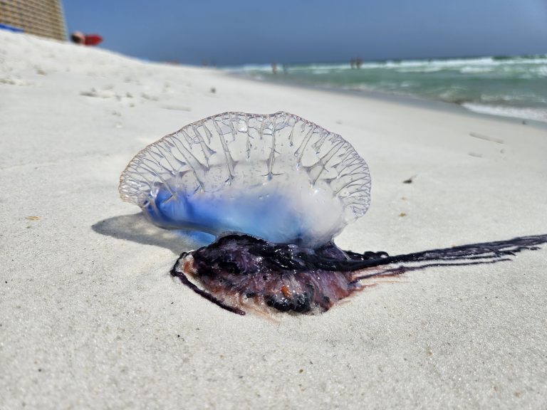 Man-of-War seen during a Dolphin Tour in Panama City Beach