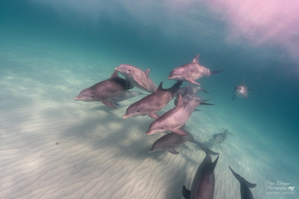 Dolphins swimming in clear water at Shell Island during a Water Planet dolphin tour