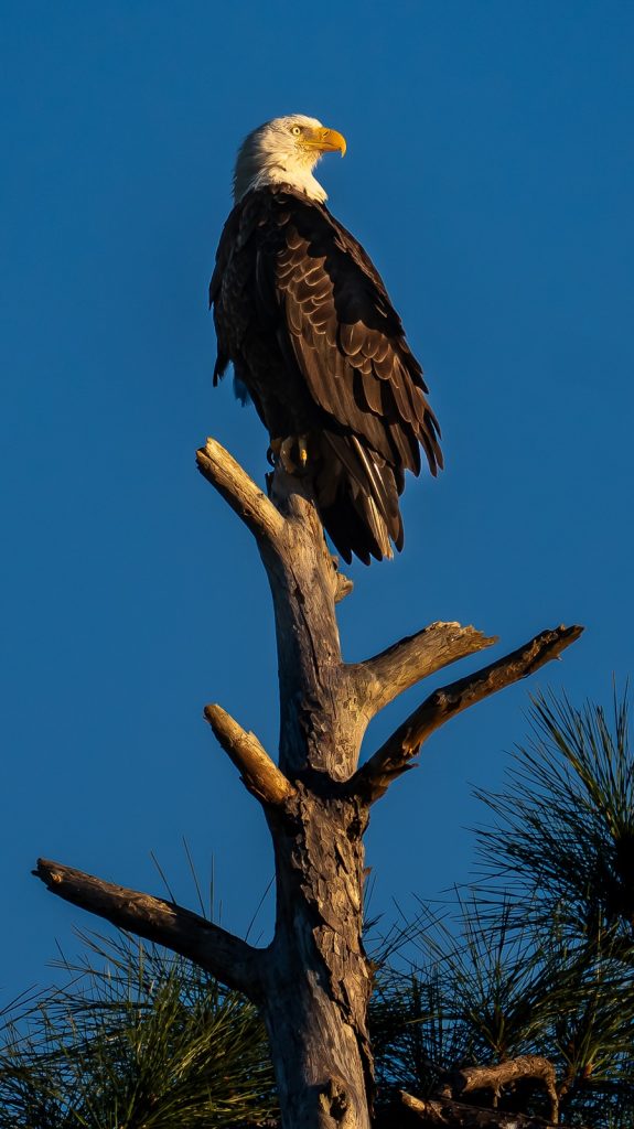 Bald Eagle at Shell Island during a Water Planet Dolphin and Snorkel Tour