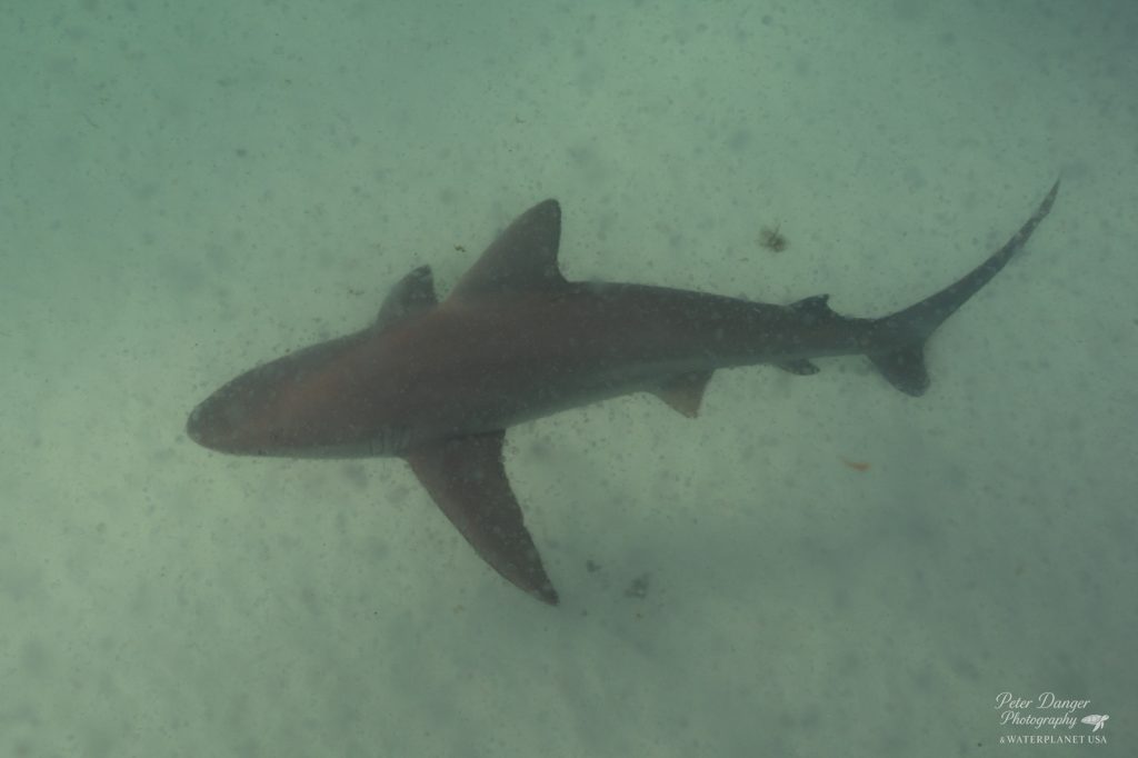 bull shark at Shell Island in Panama City