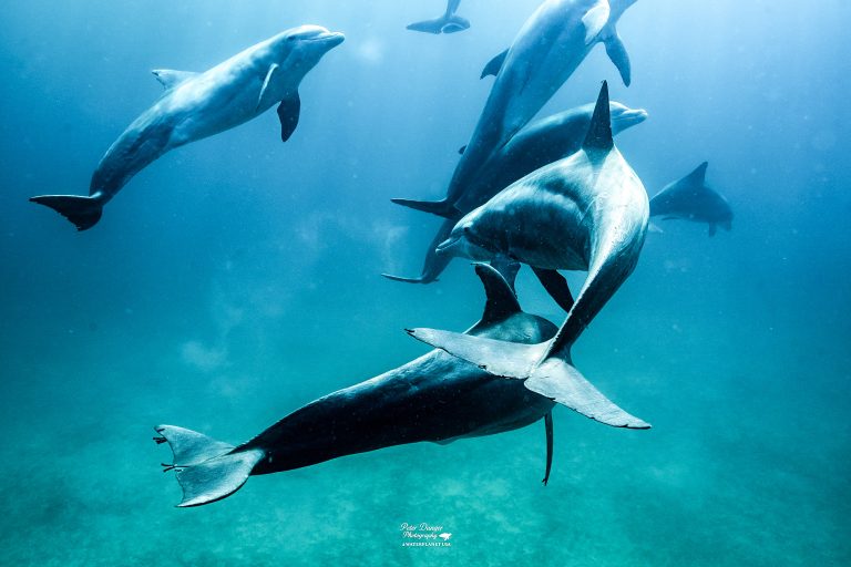 IS IT TOO COLD TO SWIM WITH DOLPHINS IN PANAMA CITY BEACH NOW?