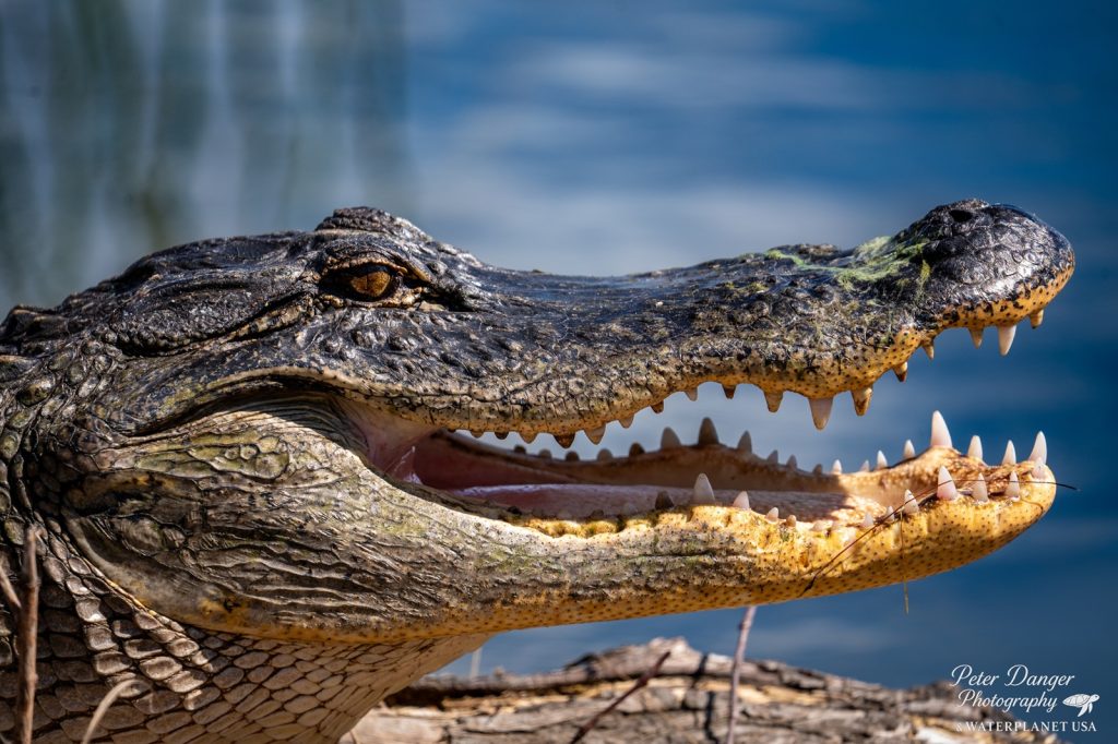 Alligator seen during a Water Planet Dolphin and Snorkel Tour