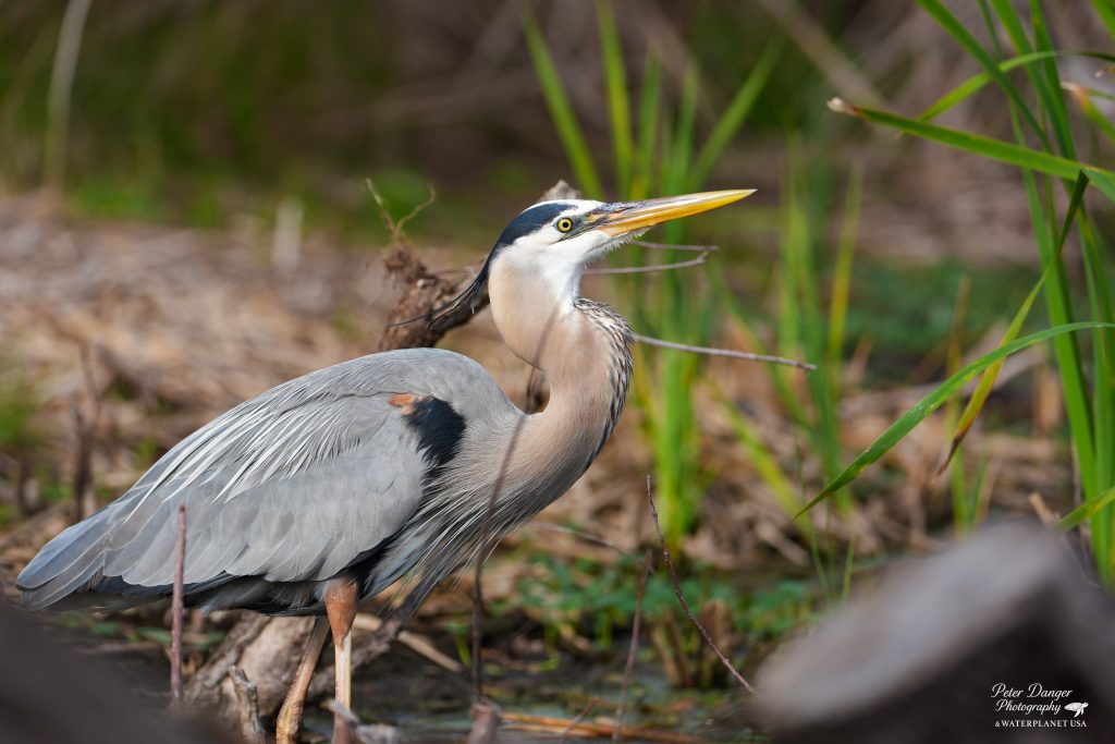 Grey Heron at Shell Island during our Dolphin and Snorkeling Tour