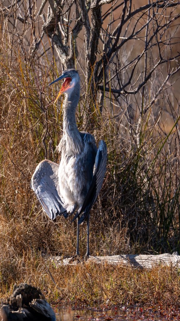 Grey Heron at Shell Island during our Dolphin and Snorkeling Tour