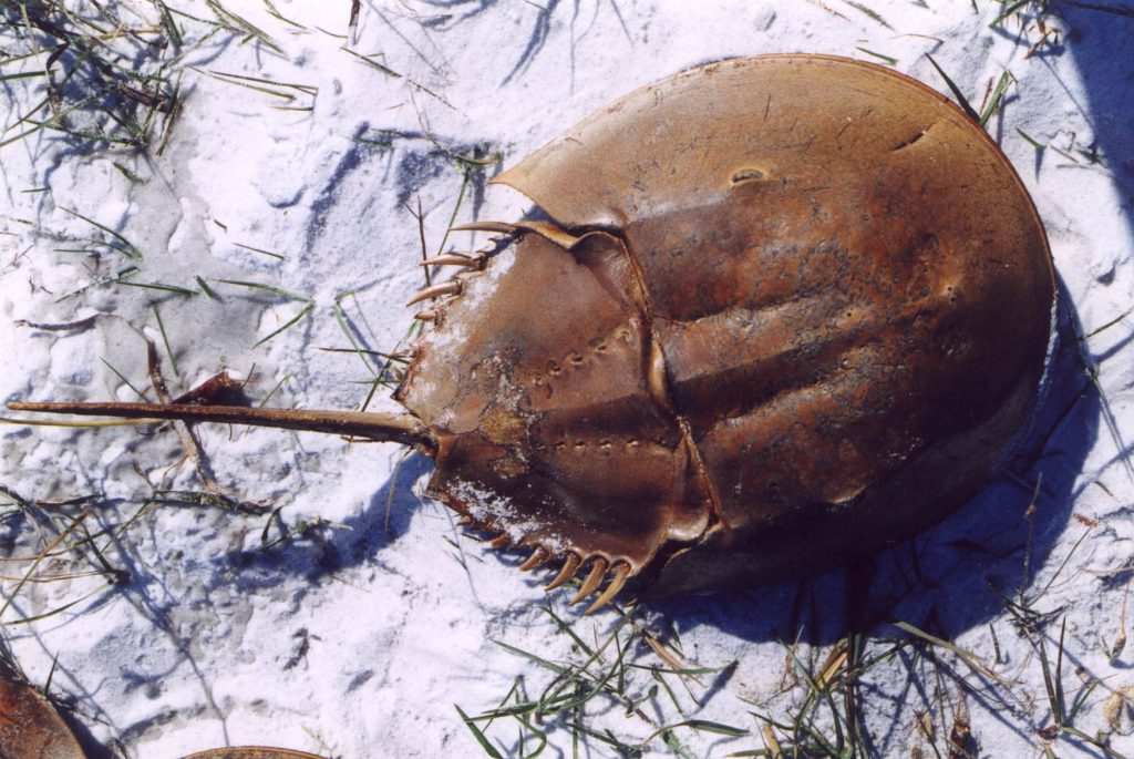 Horseshoe crab