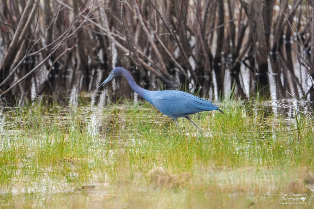 Little Blue Heron during a Water Planet Shell Island Dolphin and Birding Tour