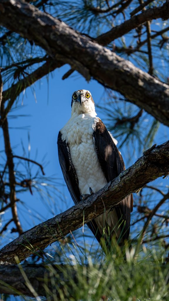 Osprey at Shell Island during a Water Planet Dolphin and Snorkel Tour