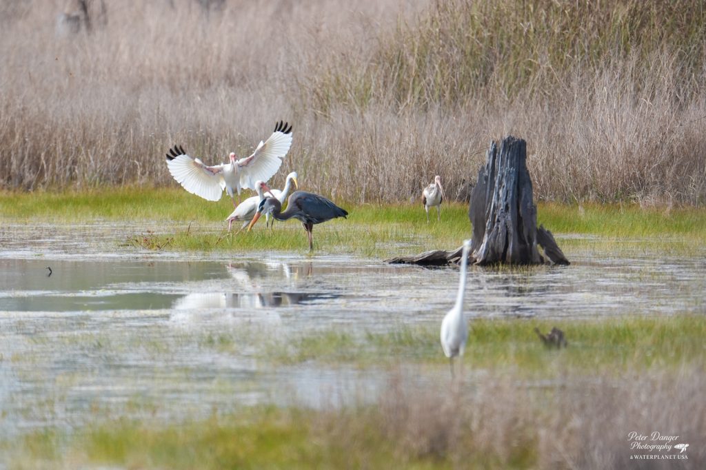 Birding at Shell Island during a Water Planet Dolphin and Snorkel Tour