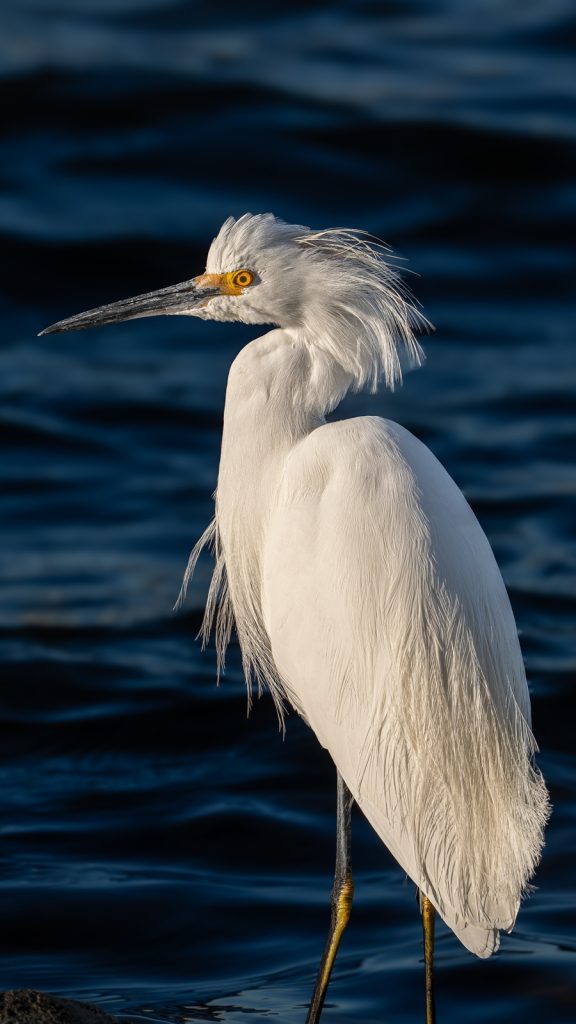 Snowy Egret during Shell Island Birding and Dolphin Swim Tour