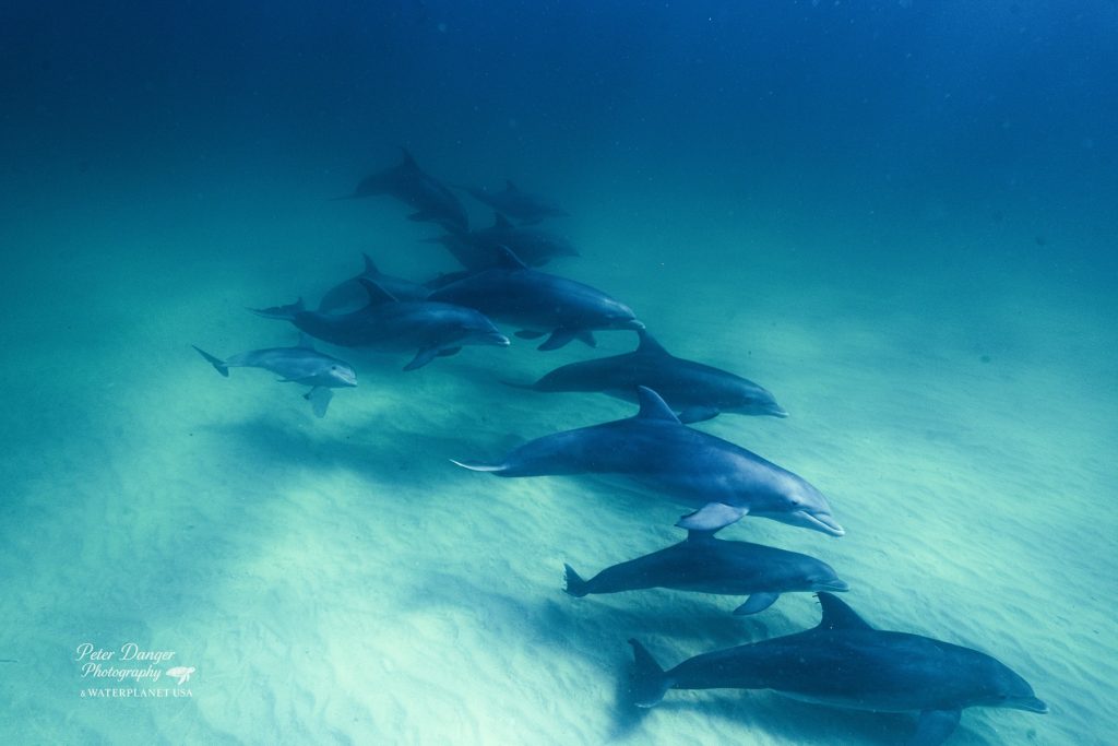 12 dolphins swimming in synch on the sandbar of Shell Island