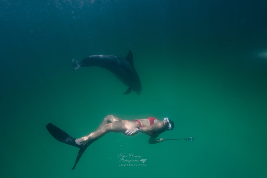 Human and marine mammal
